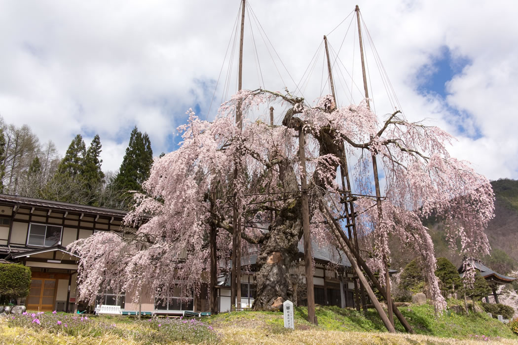 西光寺のしだれ桜
